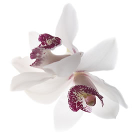 orchidee